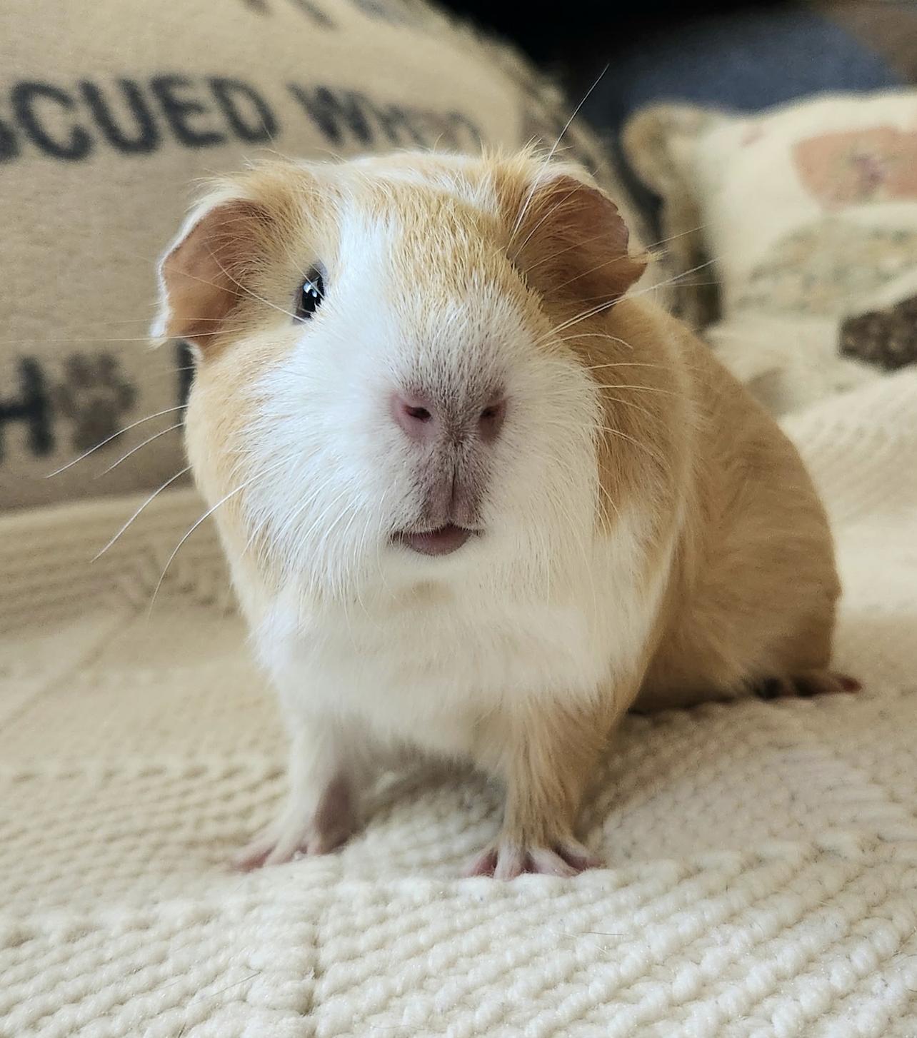 Colonel Mustard & Captain Crunch, a ADOPTABLE Guinea Pig in Minneapolis, MN image 2/4