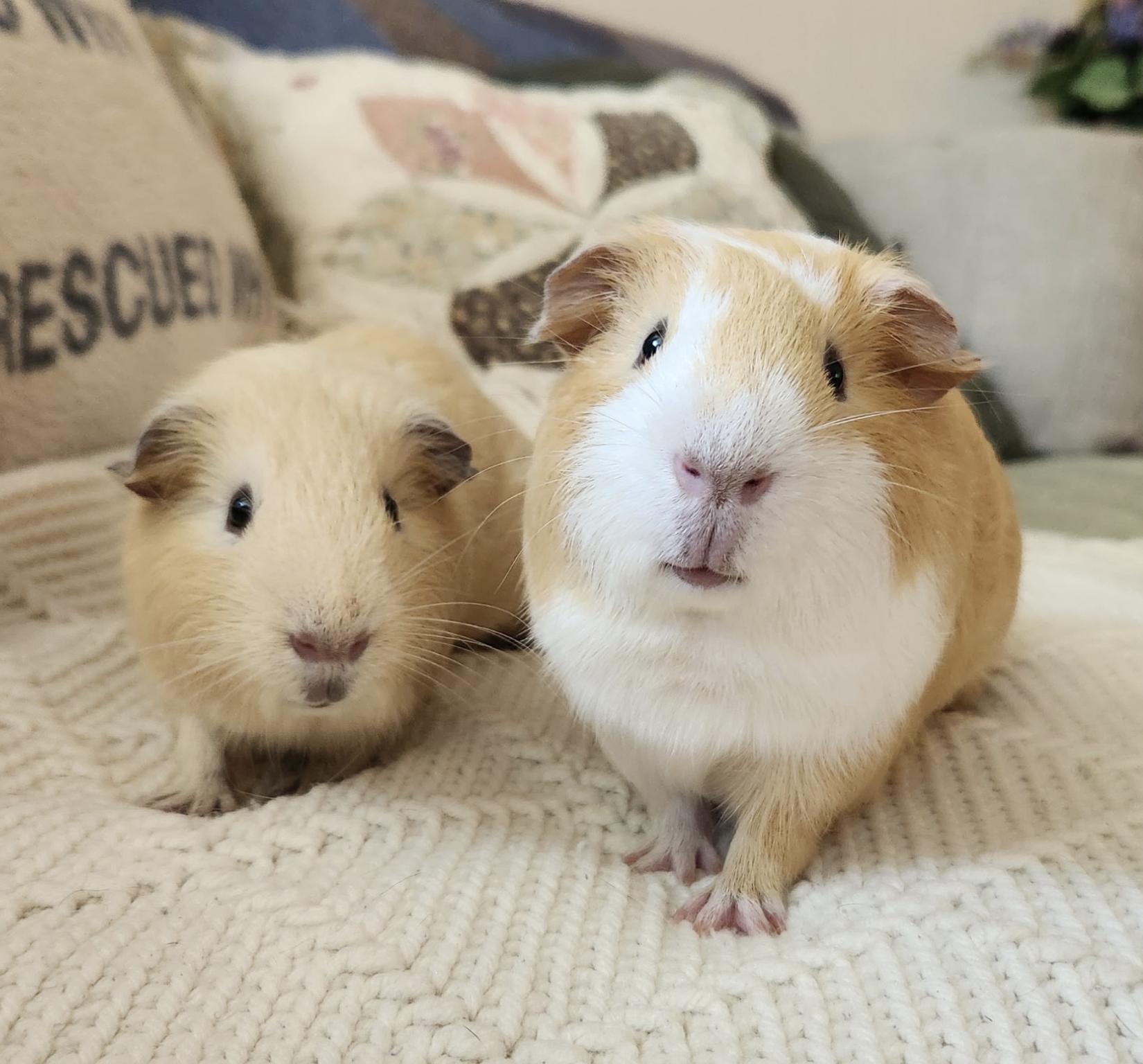 Colonel Mustard & Captain Crunch, a ADOPTABLE Guinea Pig in Minneapolis, MN image 4/4