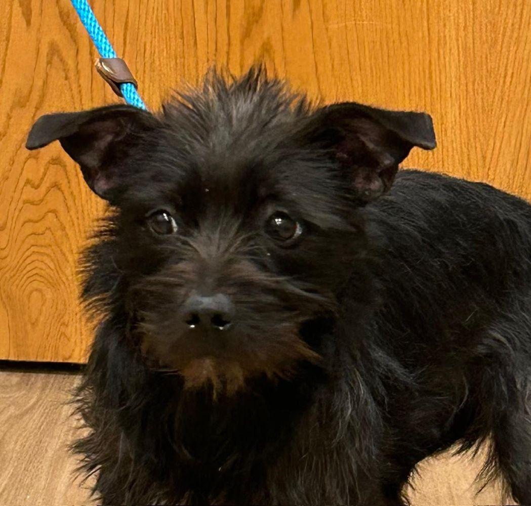 Enlarge Toto, a ADOPTABLE mixed breed in Barrington, IL image 2/4