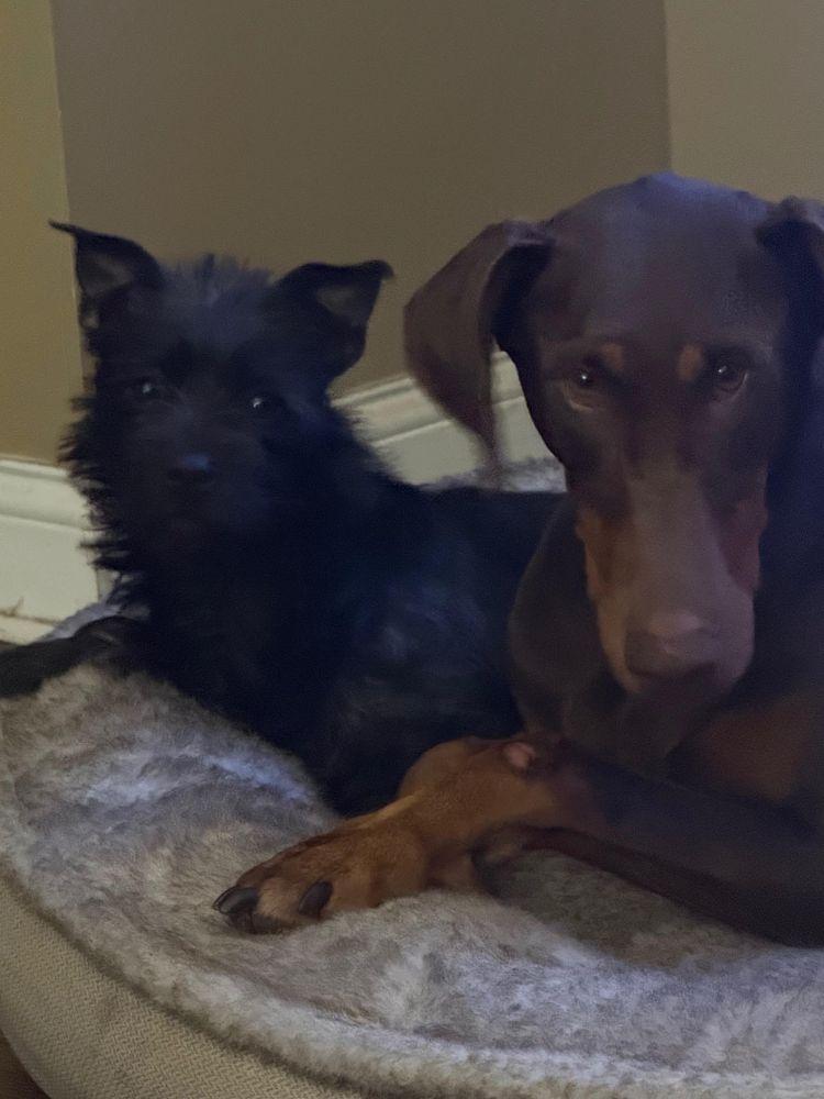 Enlarge Toto, a ADOPTABLE mixed breed in Barrington, IL image 3/4