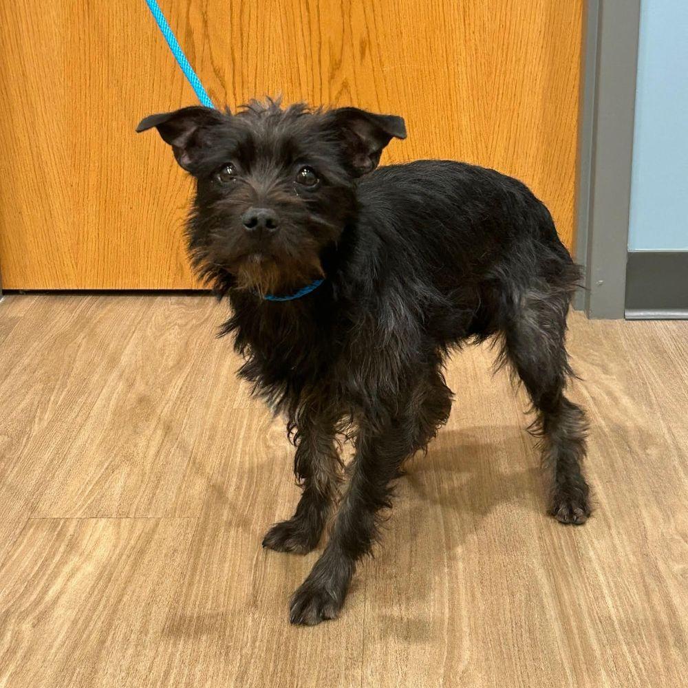 Enlarge Toto, a ADOPTABLE mixed breed in Barrington, IL image 4/4