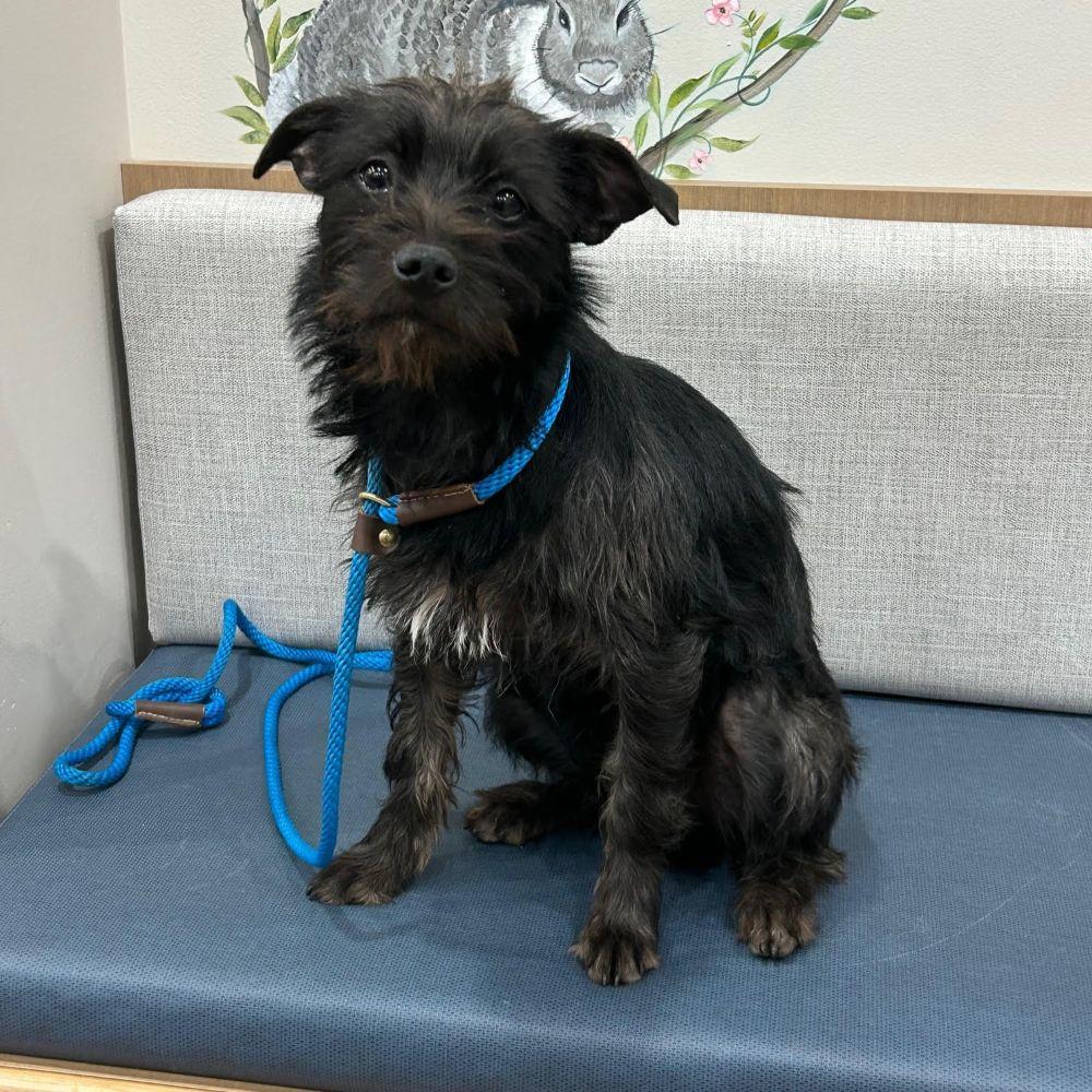 Toto, ADOPTABLE, Puppy Female Cairn Terrier & Miniature Schnauzer.