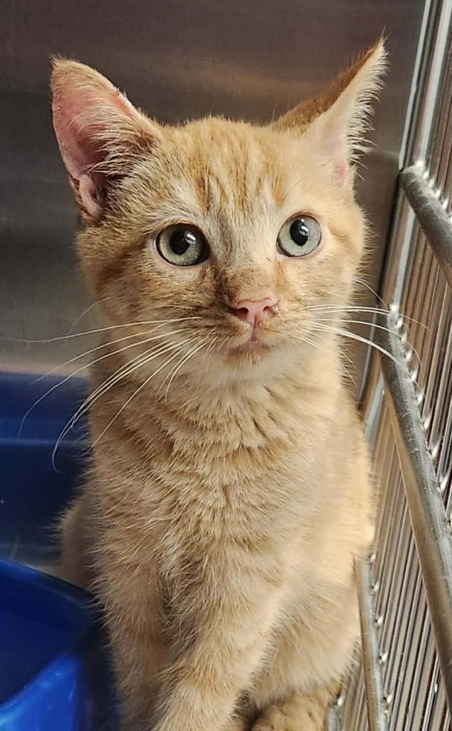 Rabbit, Adoptable, Kitten Male Domestic Short Hair.