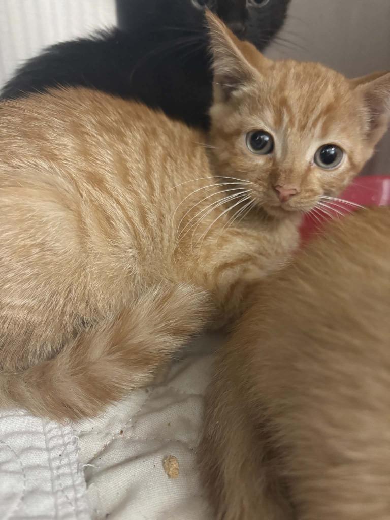 Enlarge Rabbit, a Adoptable mixed breed in Republic, MO image 2/2