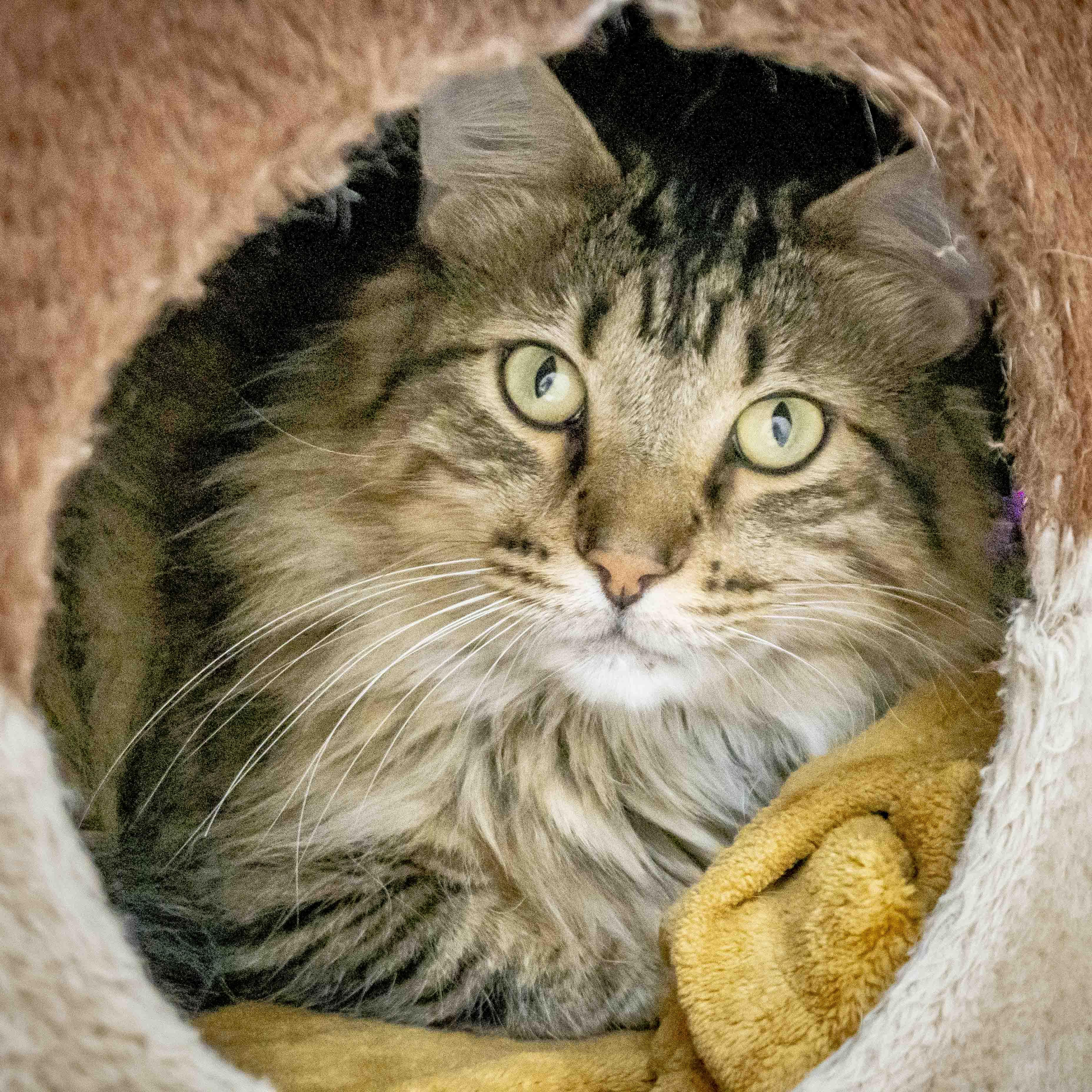 Fluffy, ADOPTABLE, Young Male Domestic Long Hair.