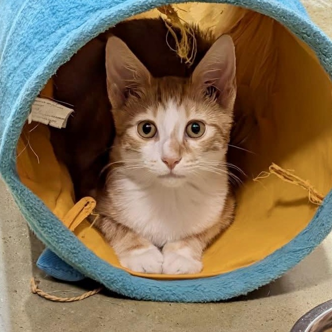 Ruckus, a ADOPTABLE Domestic Short Hair in Memphis, TN image 4/6