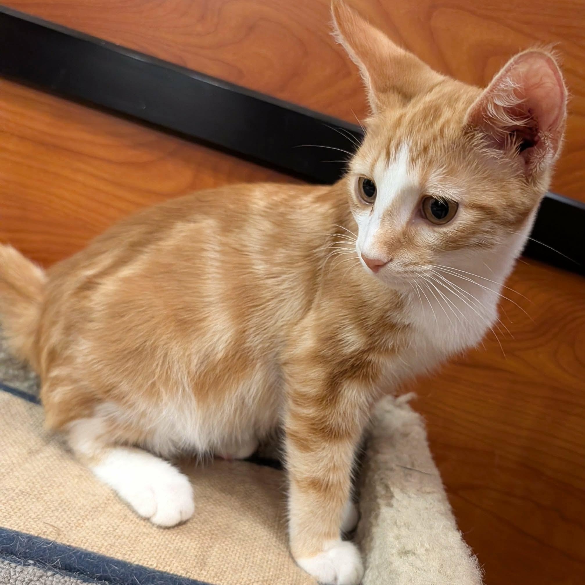 Ruckus, a ADOPTABLE Domestic Short Hair in Memphis, TN image 6/6