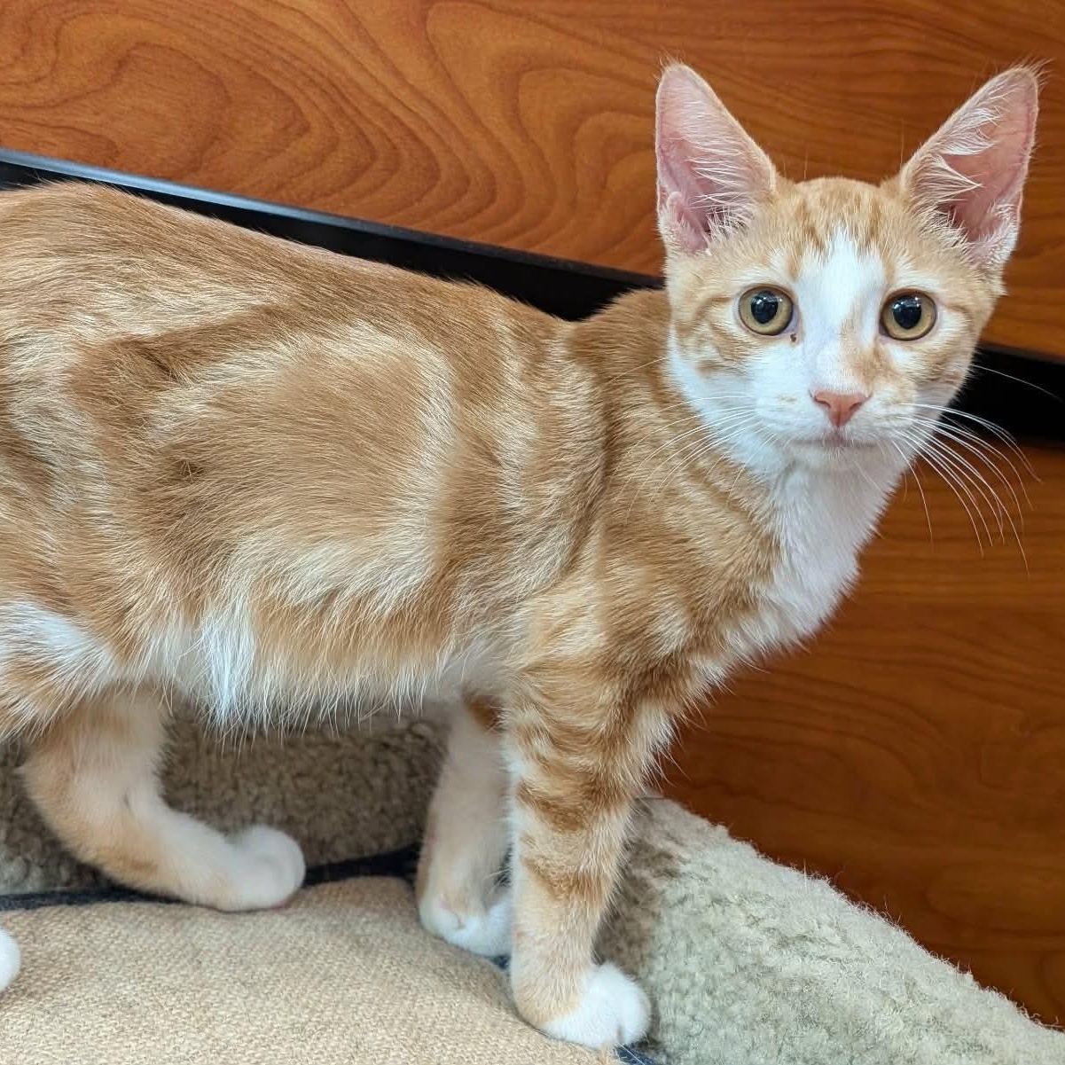 Ruckus, ADOPTABLE, Kitten Male Domestic Short Hair.