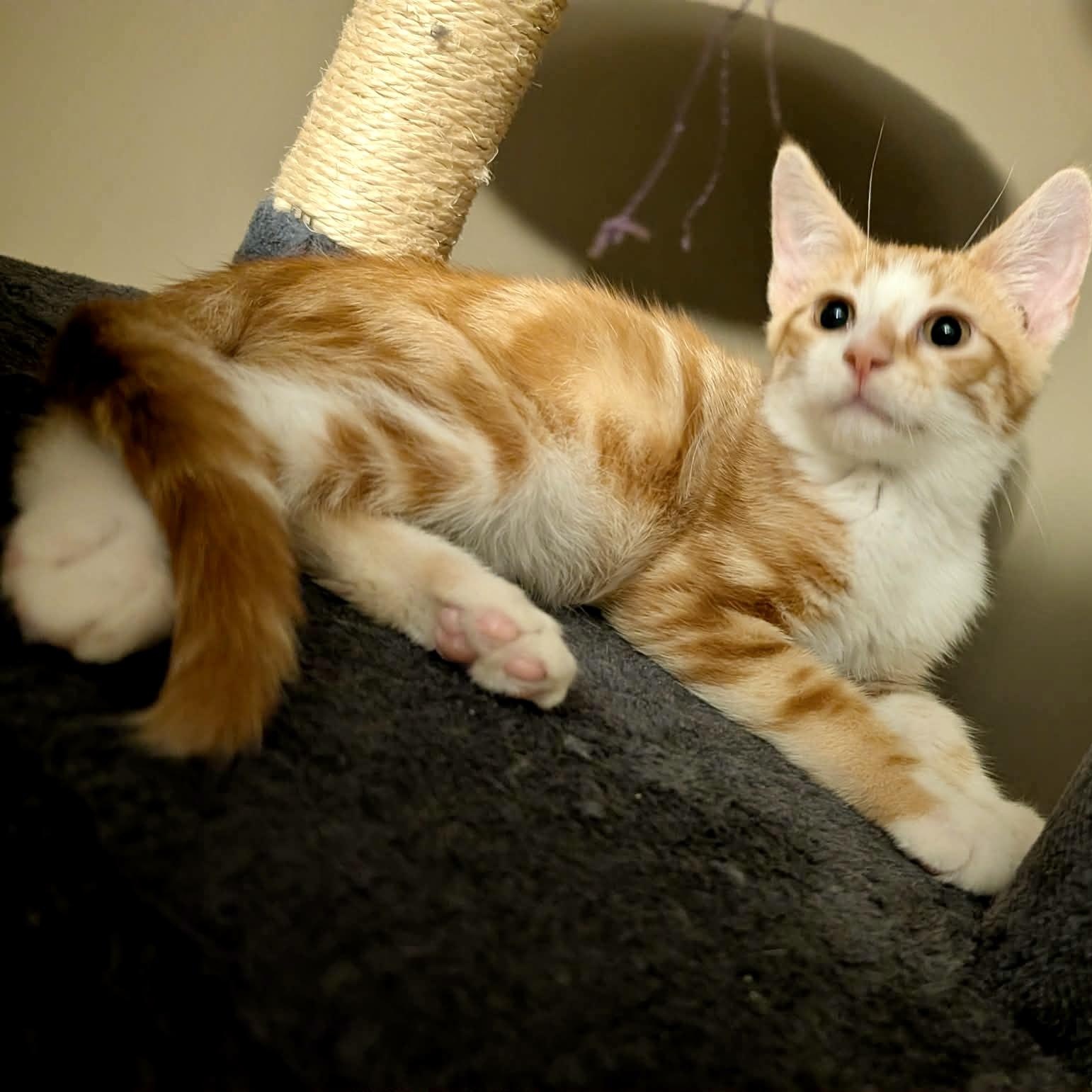 Ruckus, a ADOPTABLE Domestic Short Hair in Memphis, TN image 2/6
