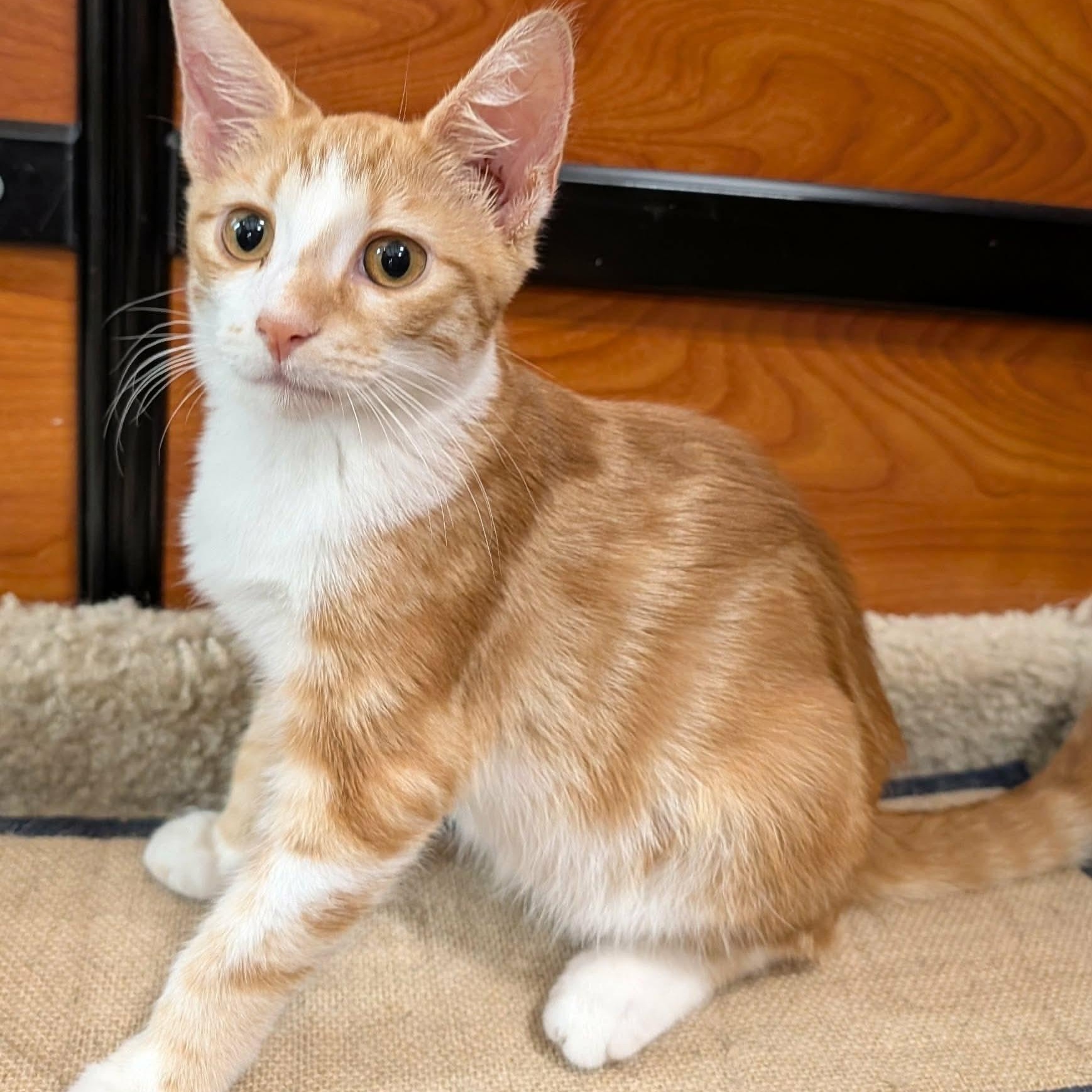 Ruckus, a ADOPTABLE Domestic Short Hair in Memphis, TN image 5/6