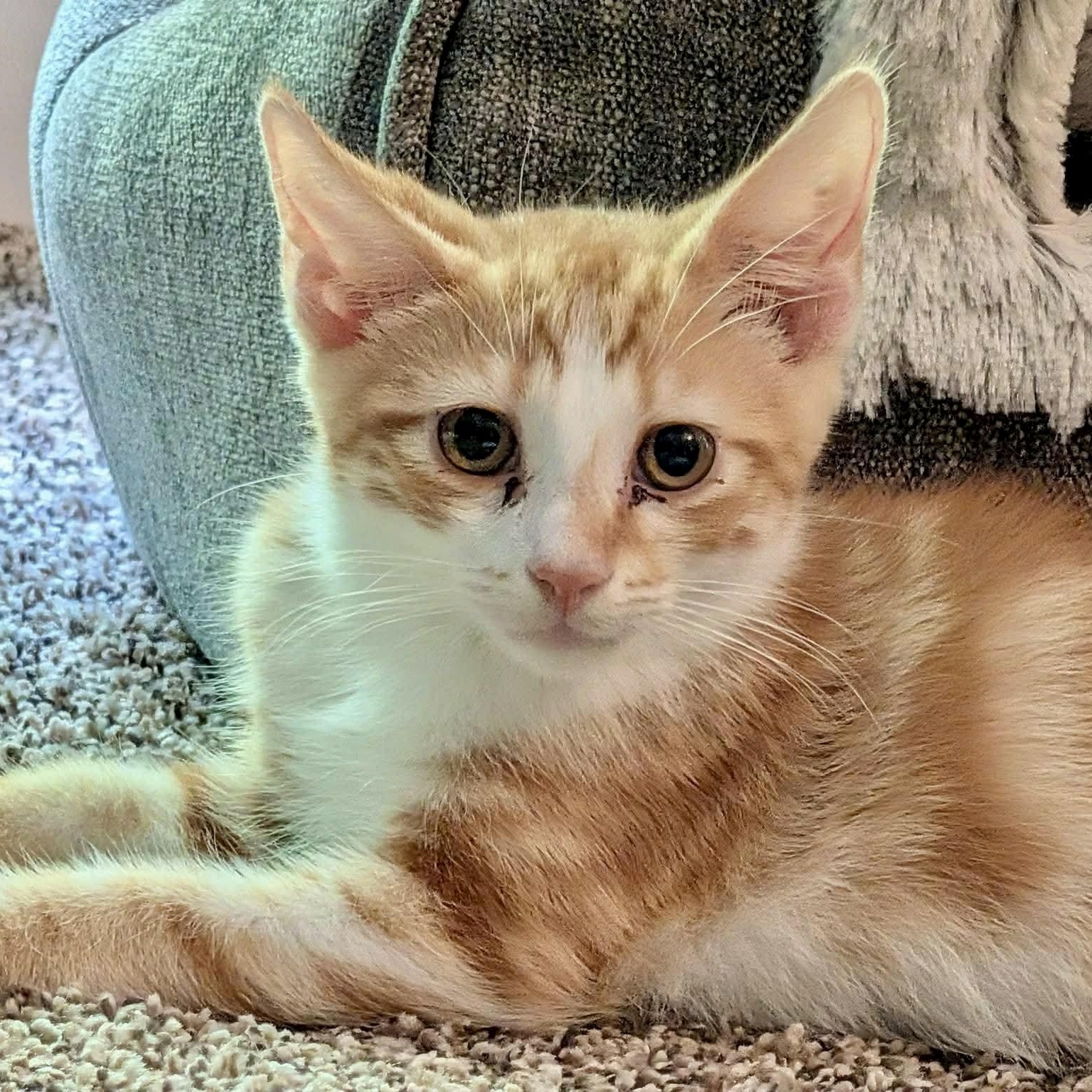 Ruckus, a ADOPTABLE Domestic Short Hair in Memphis, TN image 3/6