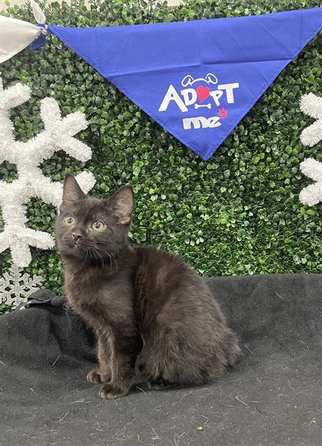 TOULOUSE, Adoptable, Kitten Male Domestic Short Hair.