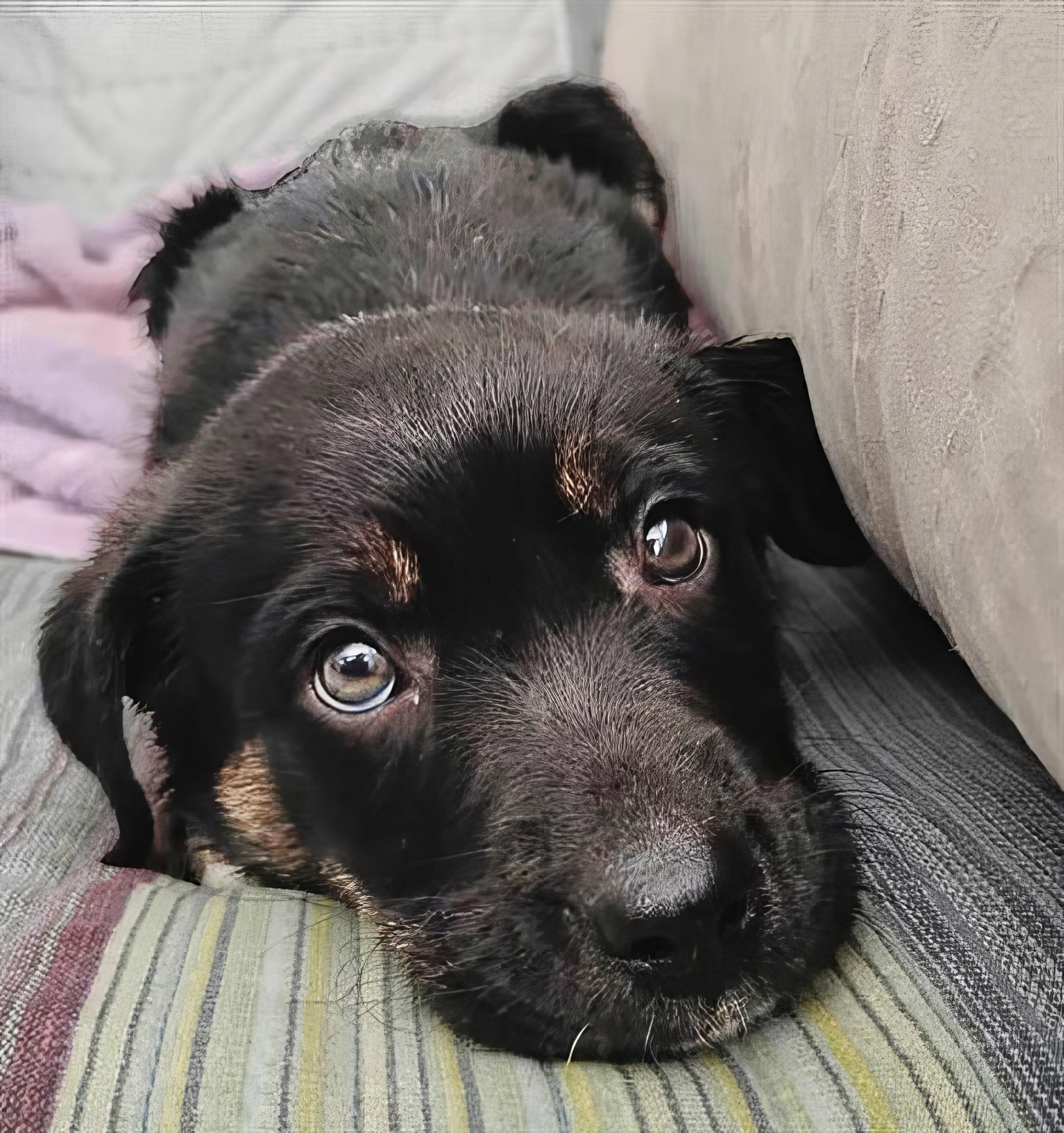 Ponzu, Baby Male Mixed Breed