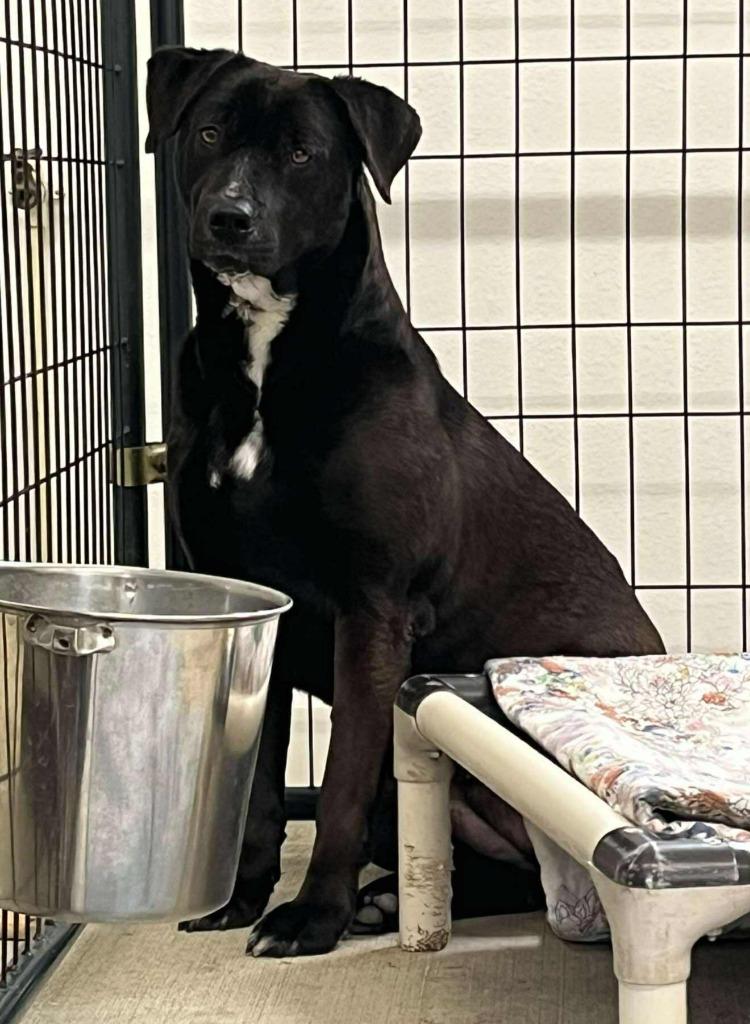 Enlarge Brielle, a Adoptable Mixed Breed in St. Augustine, FL image 2/4