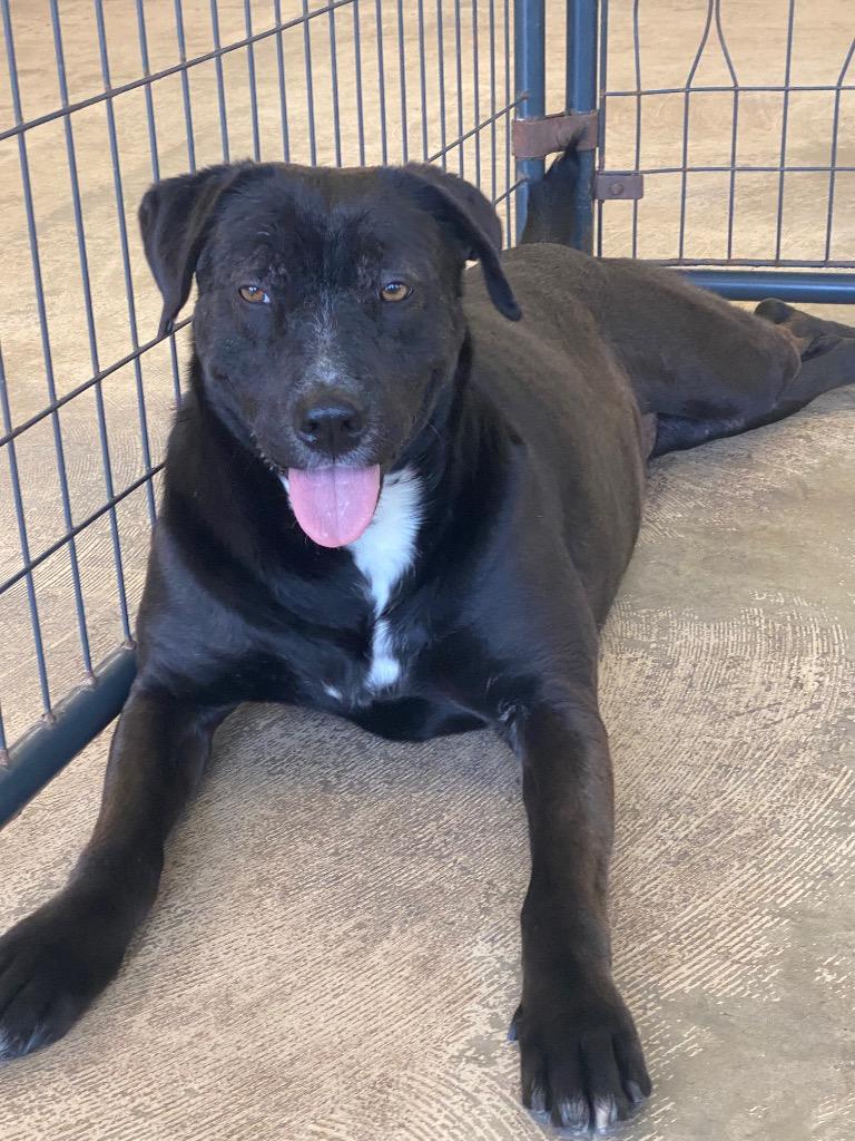 Enlarge Brielle, a Adoptable Mixed Breed in St. Augustine, FL image 3/4