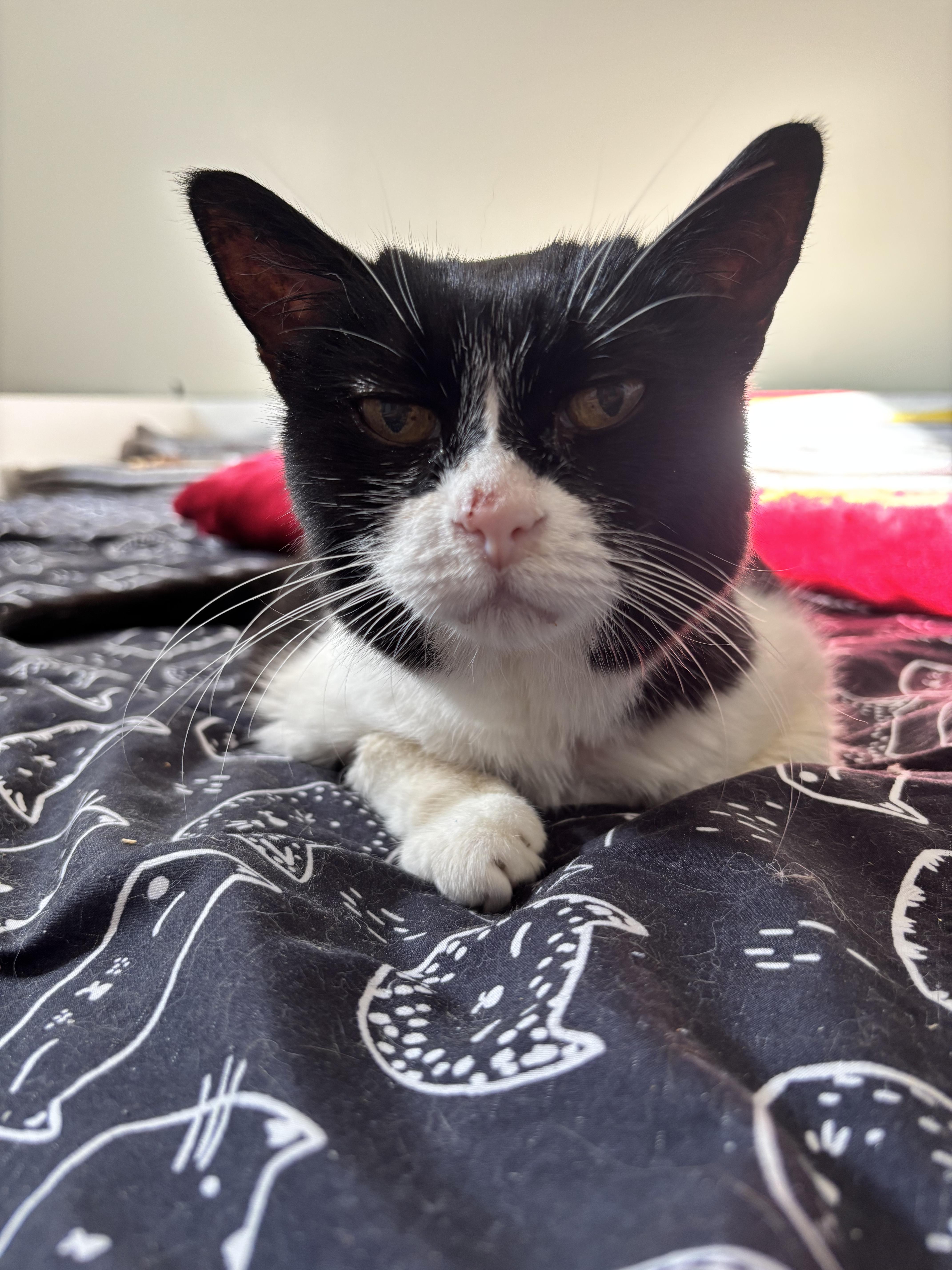 Enlarge MINOUCHE (FA/FF), a Adoptable Domestic Short Hair in Sainte-Angele-de-Monnoir, QC image 3/6