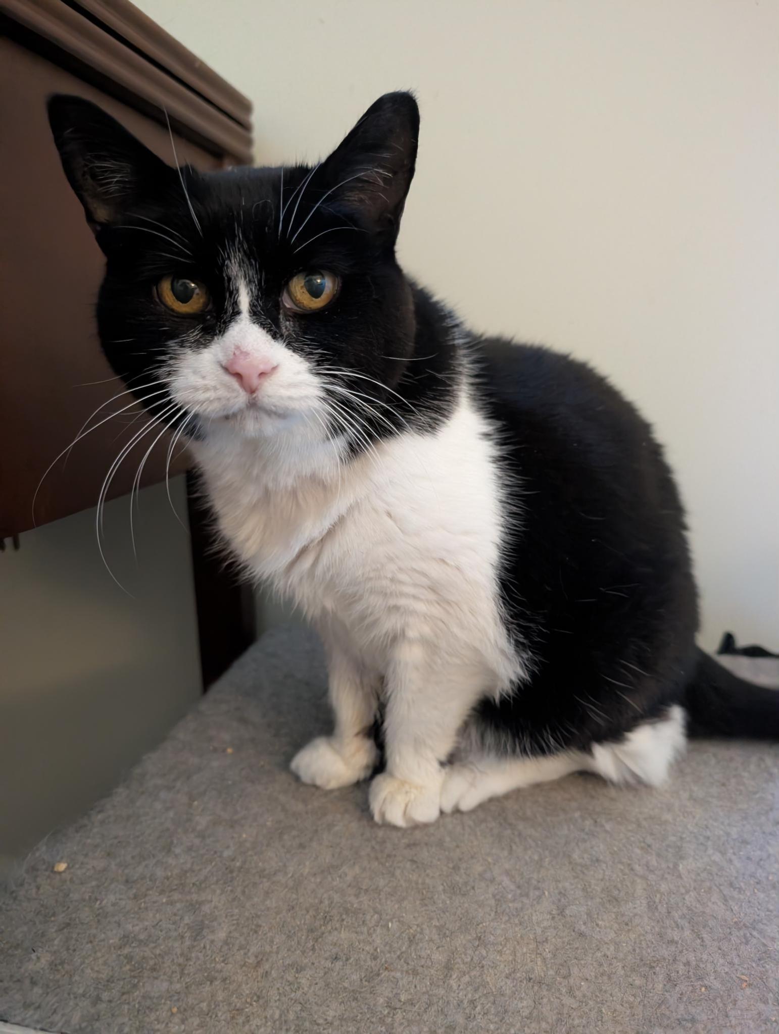 MINOUCHE (FA/FF), Adoptable, Senior Female Domestic Short Hair.