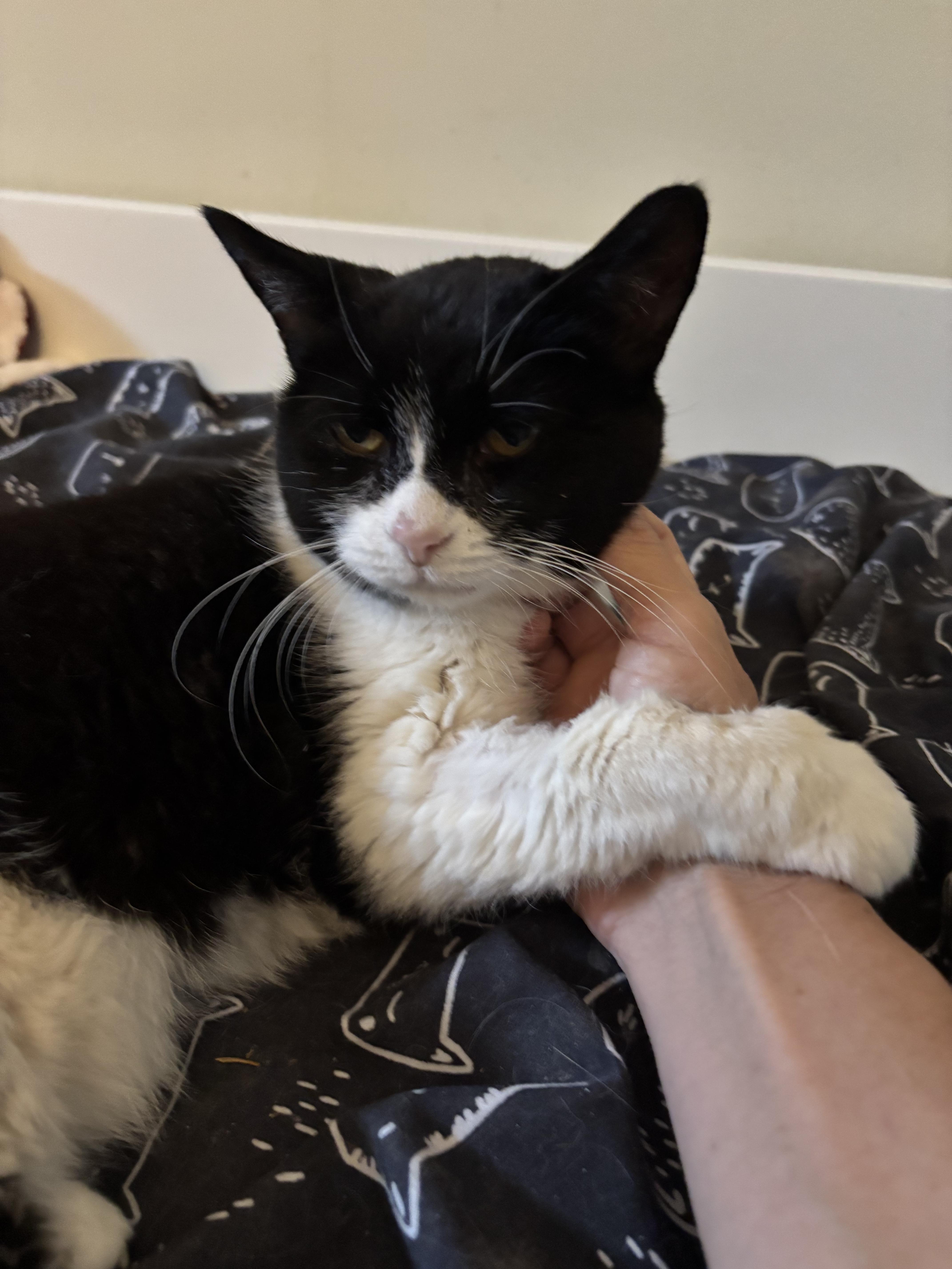 Enlarge MINOUCHE (FA/FF), a Adoptable Domestic Short Hair in Sainte-Angele-de-Monnoir, QC image 2/6