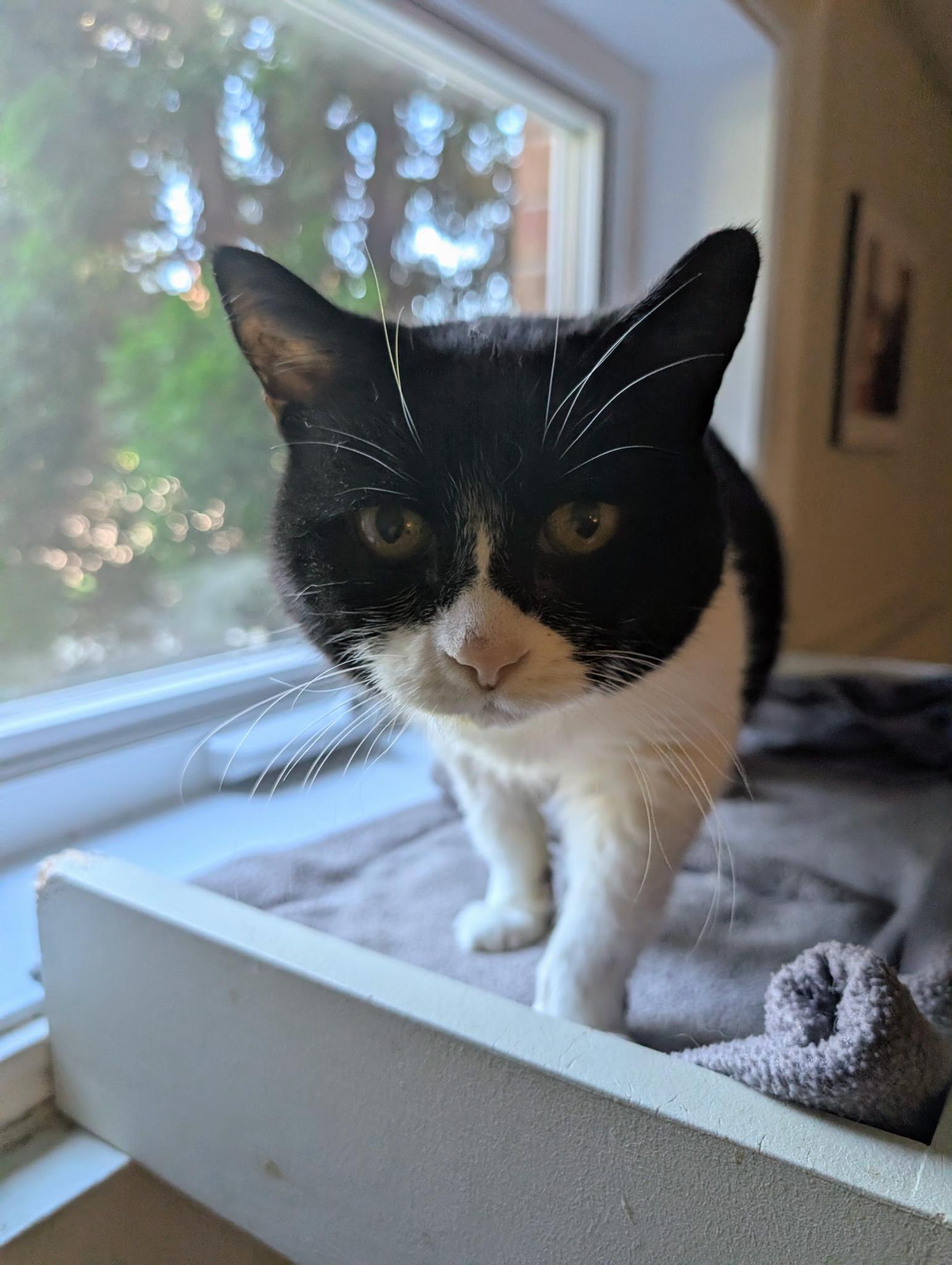 Enlarge MINOUCHE (FA/FF), a Adoptable Domestic Short Hair in Sainte-Angele-de-Monnoir, QC image 4/6