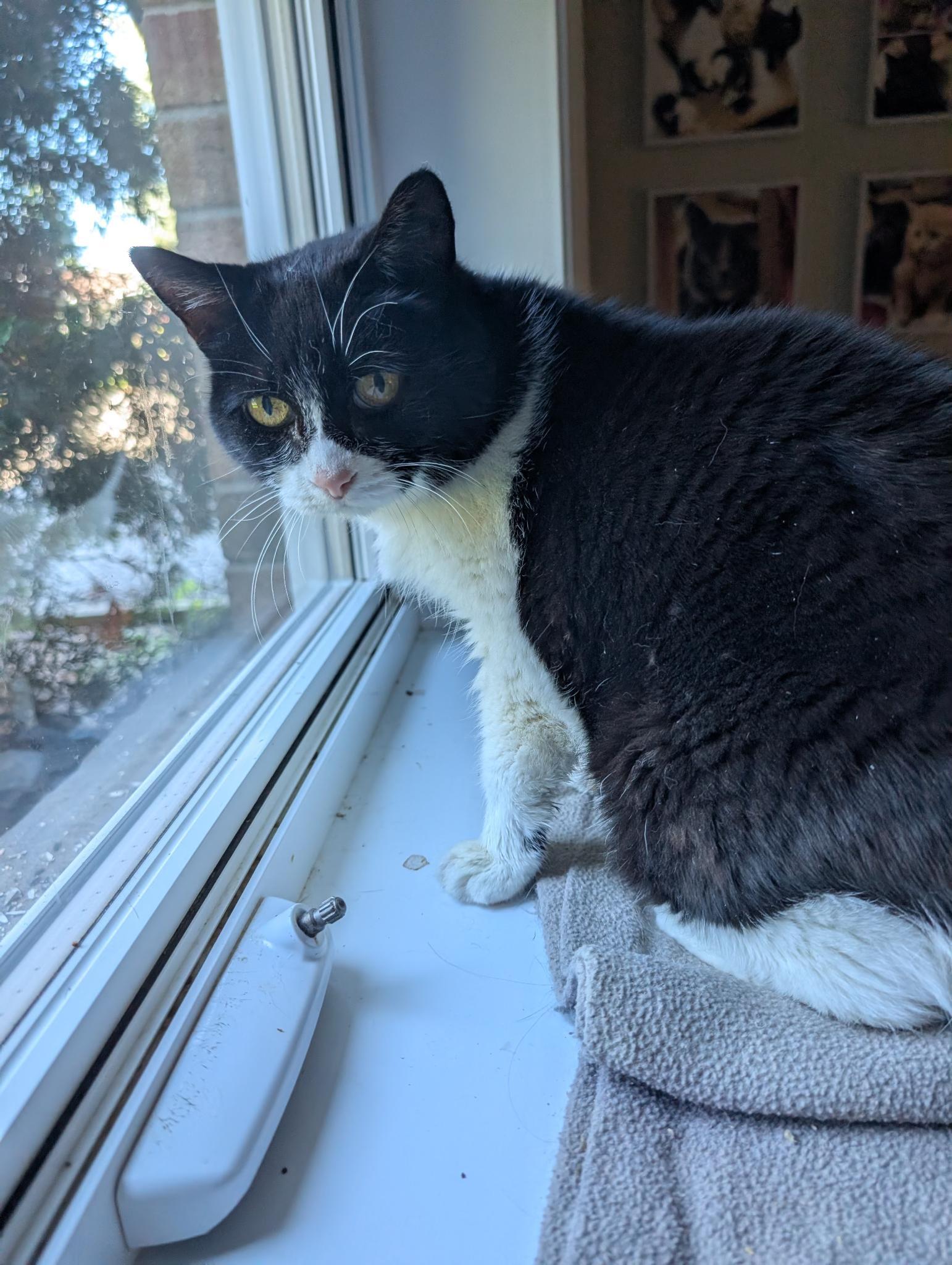 Enlarge MINOUCHE (FA/FF), a Adoptable Domestic Short Hair in Sainte-Angele-de-Monnoir, QC image 5/6