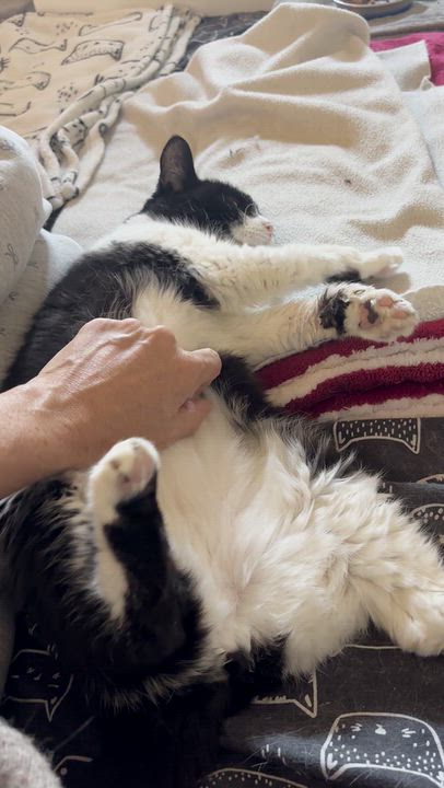 Enlarge MINOUCHE (FA/FF), a Adoptable Domestic Short Hair in Sainte-Angele-de-Monnoir, QC video 6/6