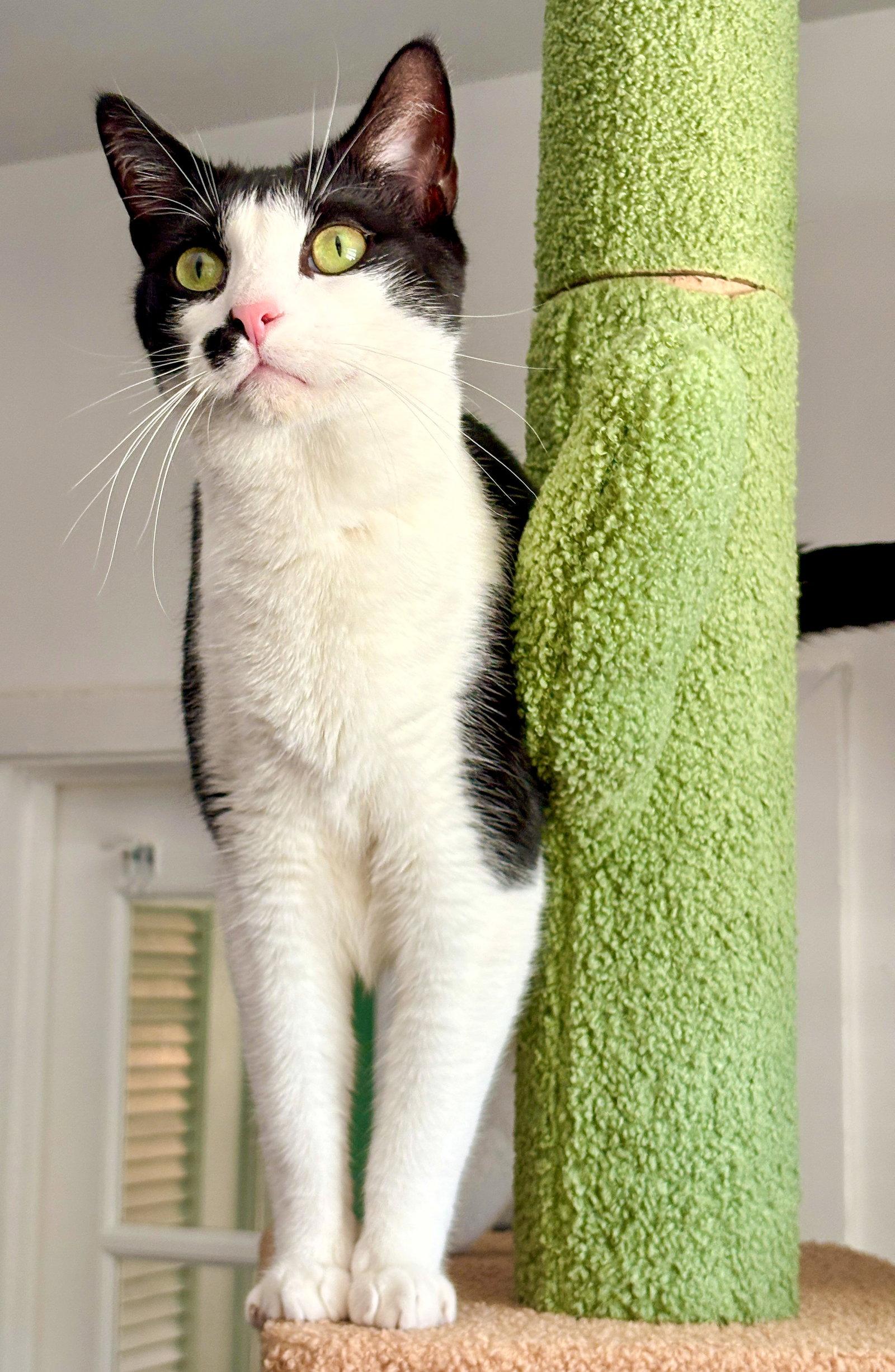 De Niro, Adoptable, Adult Male Domestic Short Hair.