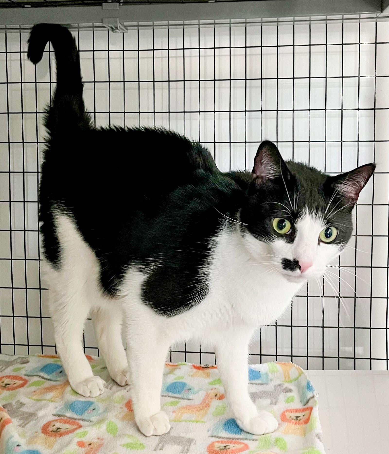 Enlarge De Niro, a Adoptable Domestic Short Hair in Lighthouse Point, FL image 2/3