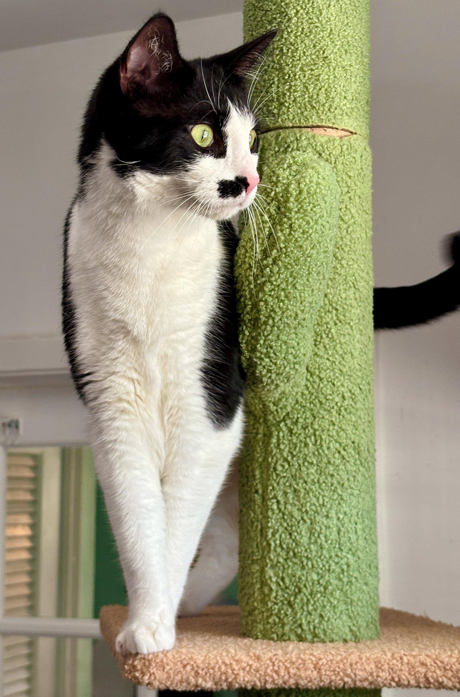 Enlarge De Niro, a Adoptable Domestic Short Hair in Lighthouse Point, FL image 3/3