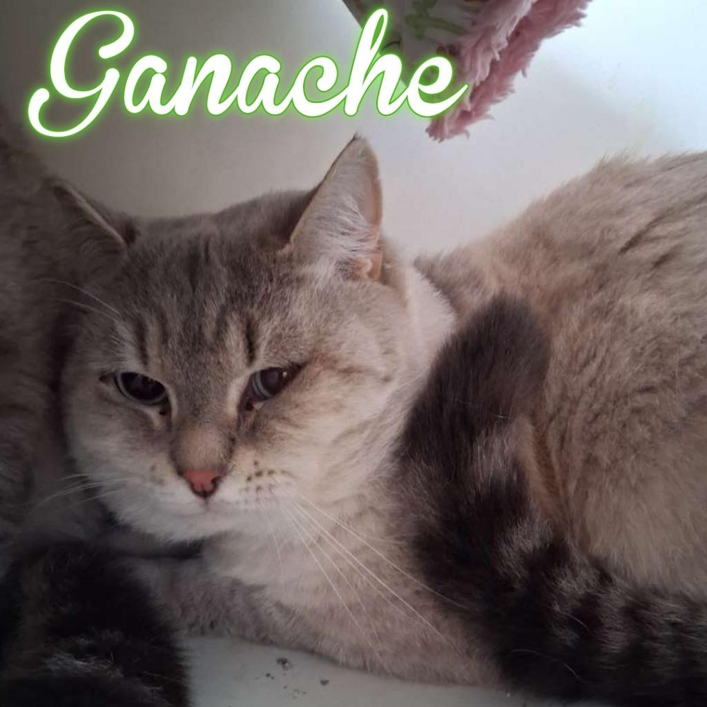 Ganache, Adoptable, Young Male Domestic Short Hair.