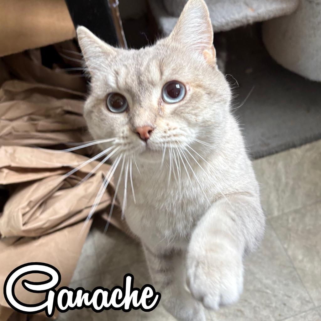 Enlarge Ganache, a Adoptable Domestic Short Hair in Hillsboro, OH image 2/2