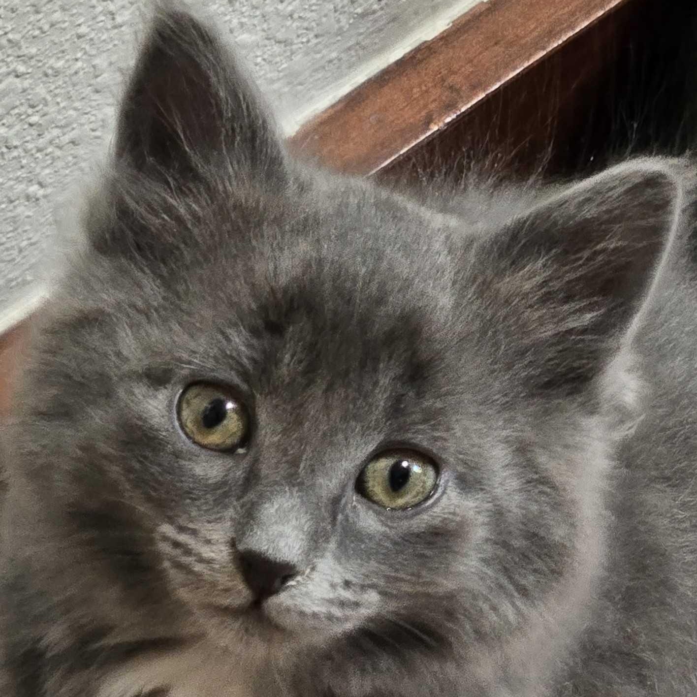 Misty, Adoptable, Kitten Female Domestic Medium Hair.