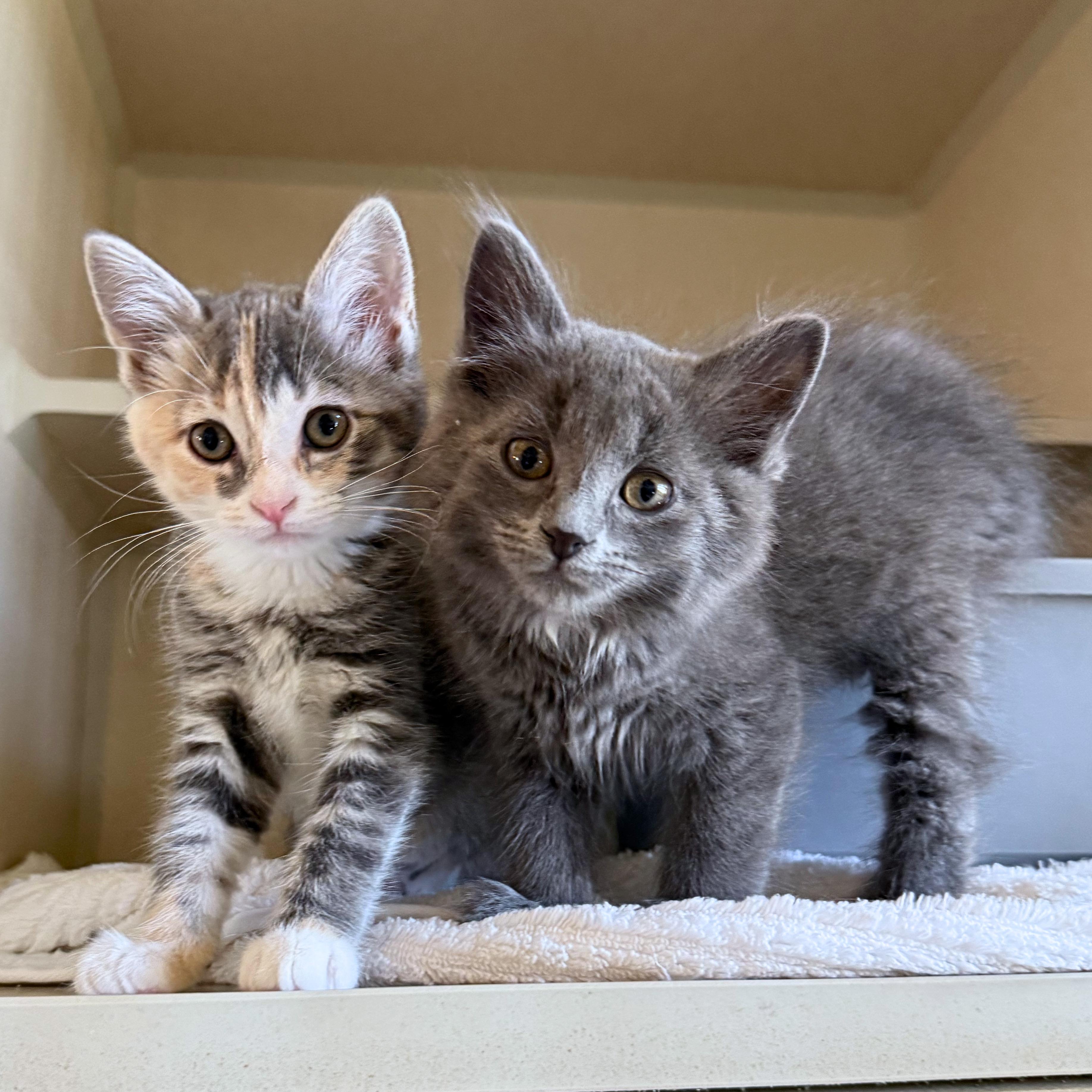 Misty, a Adoptable Domestic Medium Hair in Ridgway, CO image 2/2