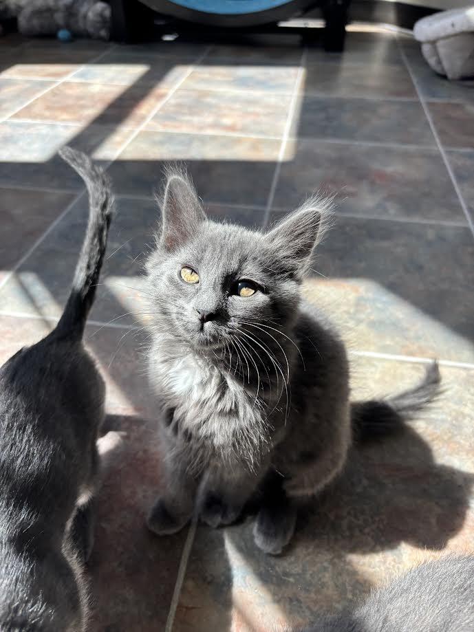 Misty, Adoptable, Kitten Female Domestic Medium Hair.