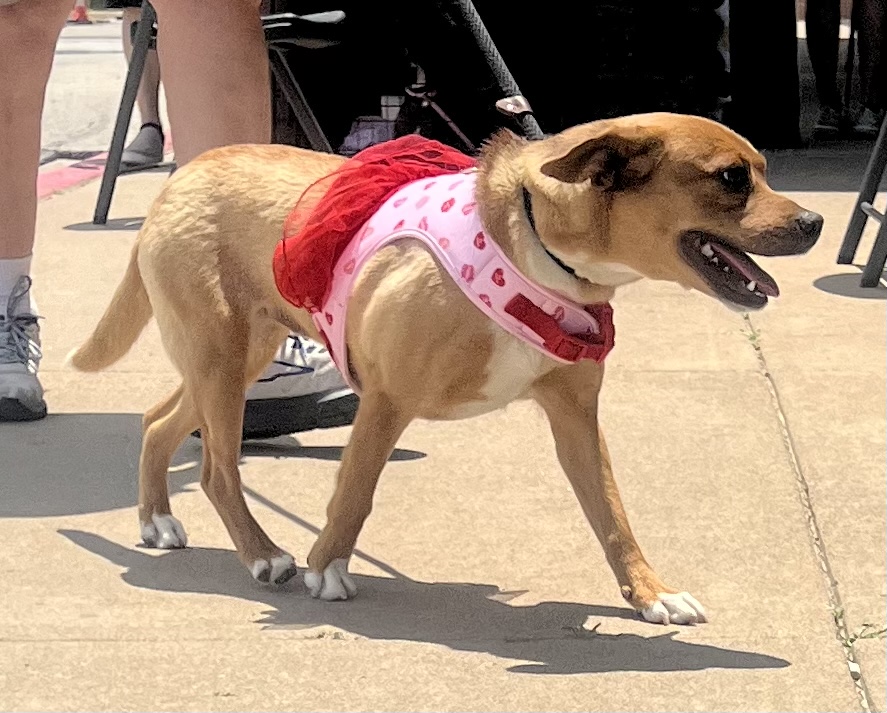 Enlarge Foxy, a Adoptable Beagle in Tulsa, OK image 1/3