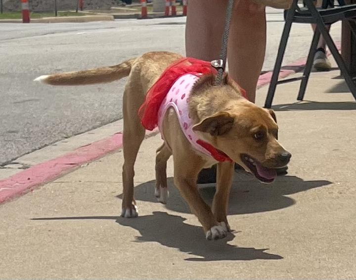 Enlarge Foxy, a Adoptable Beagle in Tulsa, OK image 3/3