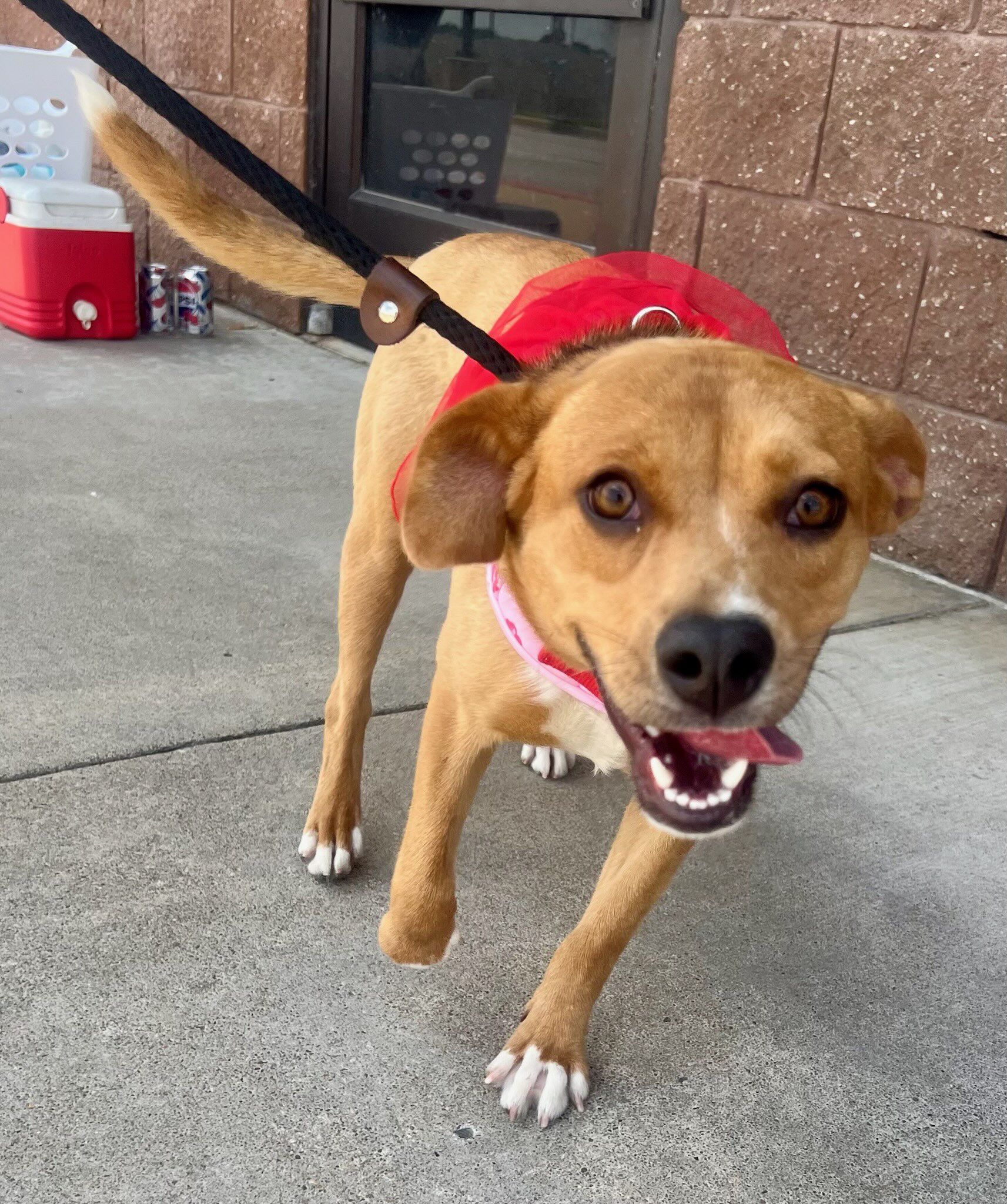 Enlarge Foxy, a Adoptable Beagle in Tulsa, OK image 2/3