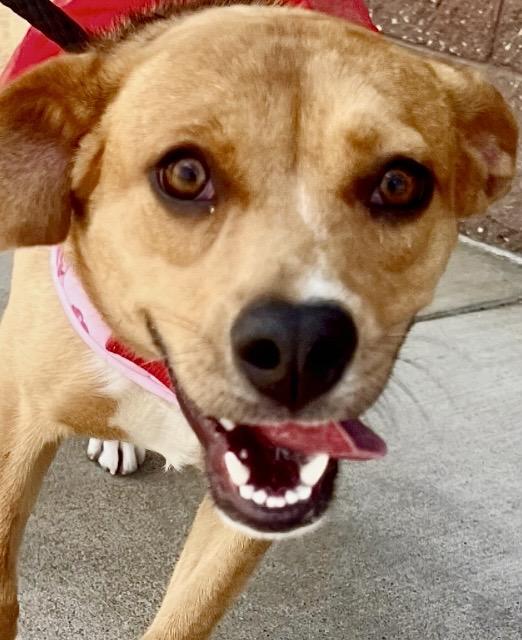 Enlarge Foxy - Young Beagle Mix, a Adoptable Beagle in Tulsa, OK image 1/4