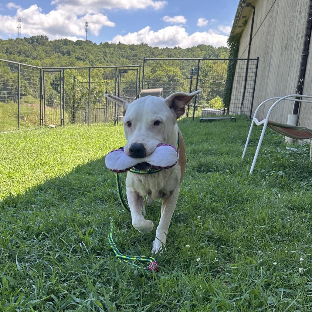 Bender, Adoptable, Adult Male Pit Bull Terrier.