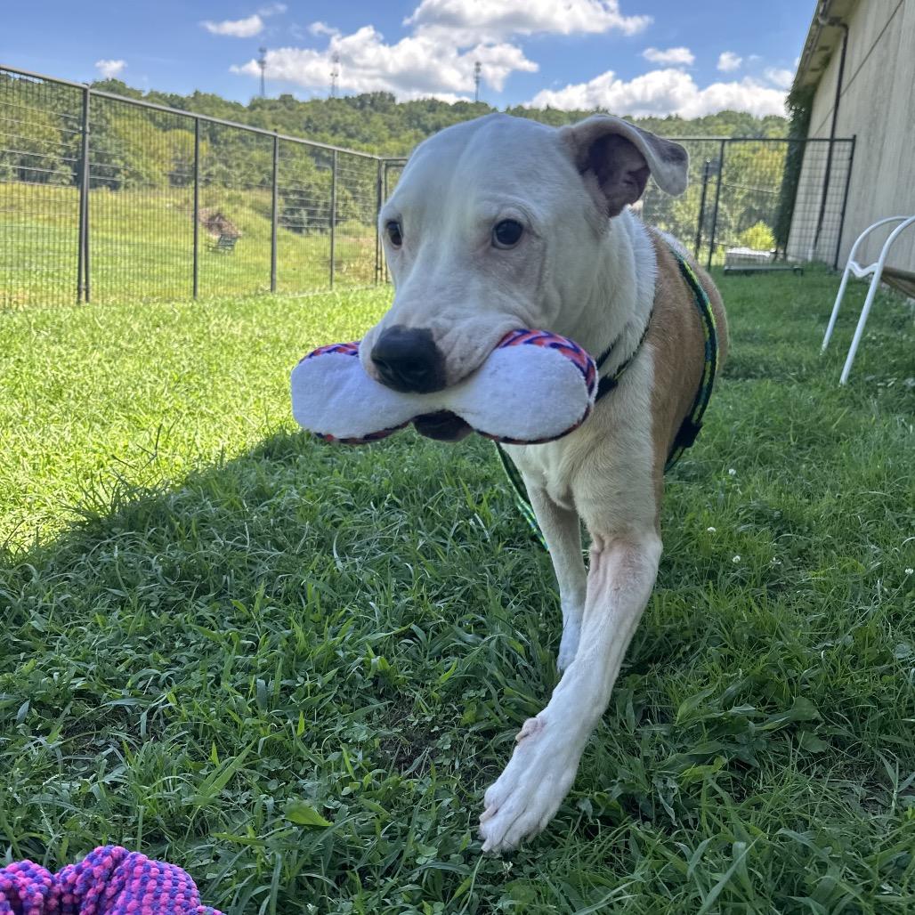Enlarge Bender, a Adoptable Pit Bull Terrier in Batavia, OH image 2/5