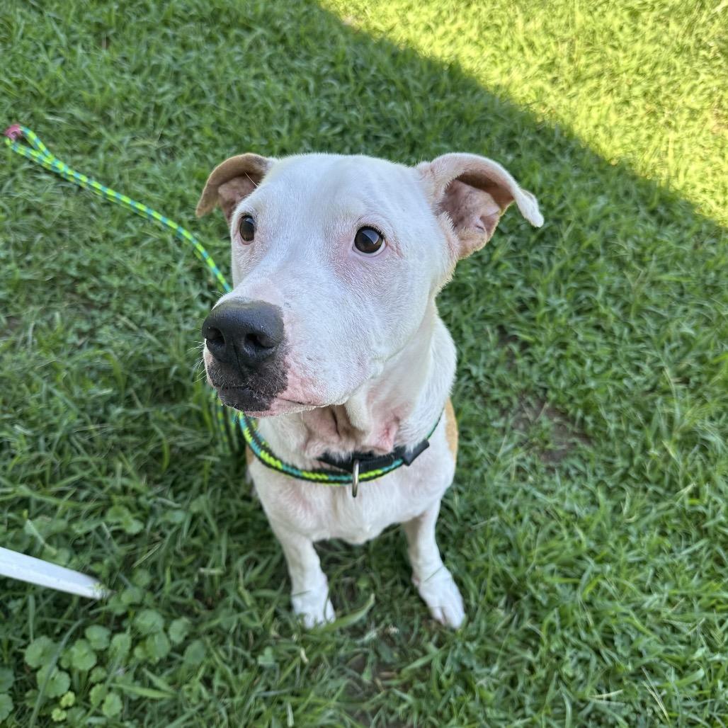 Enlarge Bender, a Adoptable Pit Bull Terrier in Batavia, OH image 3/5