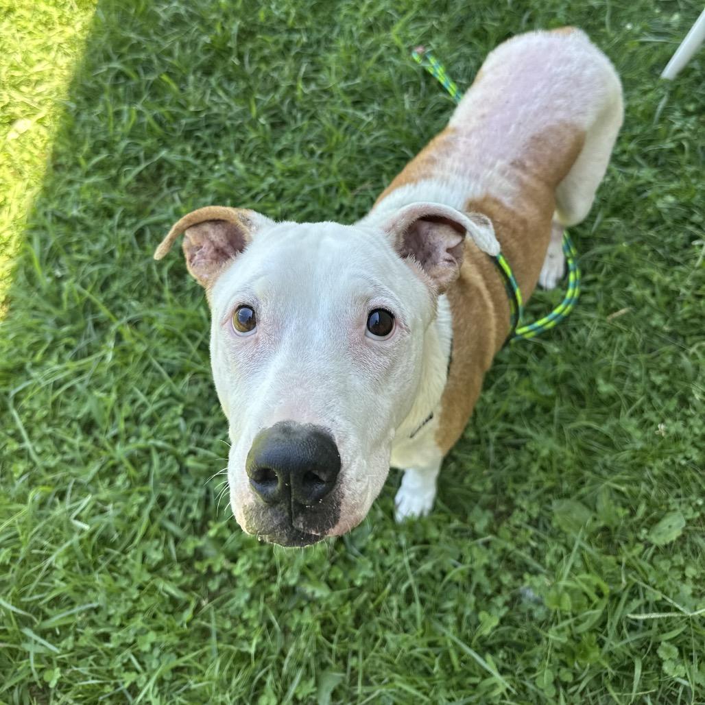 Enlarge Bender, a Adoptable Pit Bull Terrier in Batavia, OH image 4/5