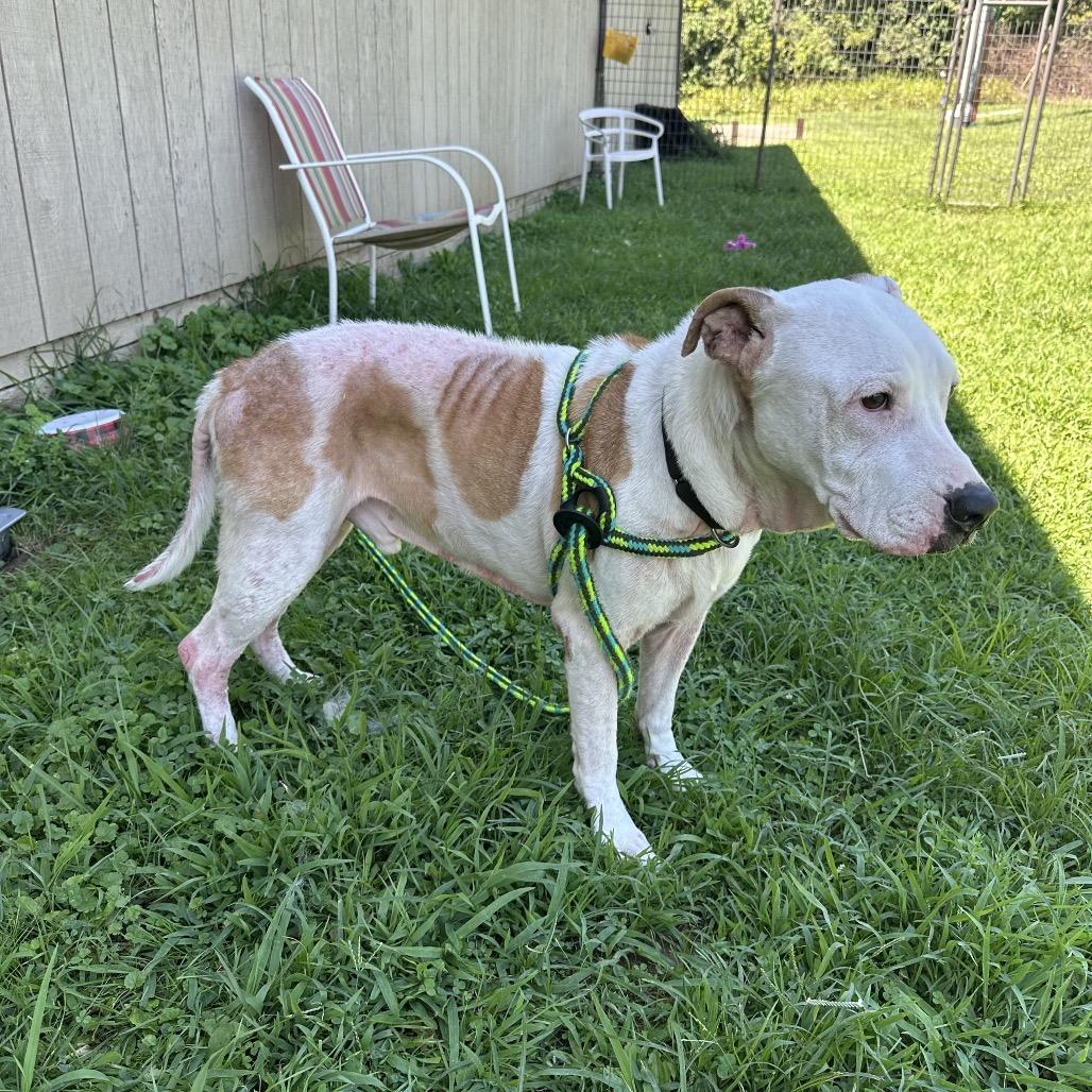 Enlarge Bender, a Adoptable Pit Bull Terrier in Batavia, OH image 5/5