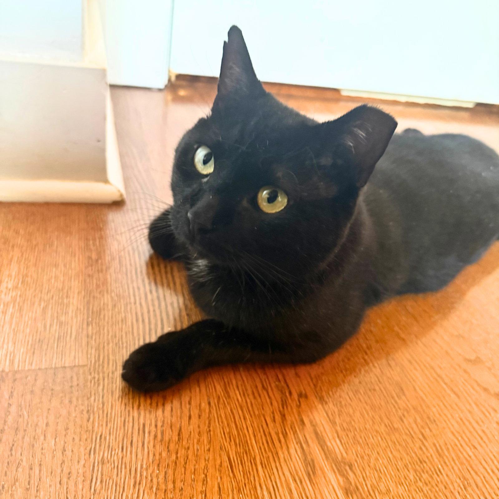 Shadow Void, Adoptable, Adult Male Domestic Short Hair.