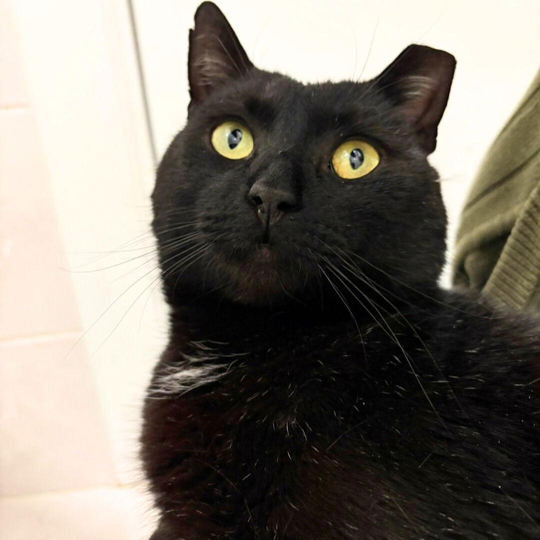 Enlarge Shadow Void, a Adoptable Domestic Short Hair in Brooklyn, NY image 2/3