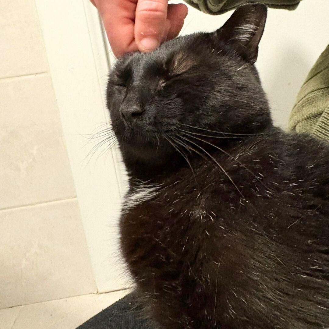 Enlarge Shadow Void, a Adoptable Domestic Short Hair in Brooklyn, NY image 3/3