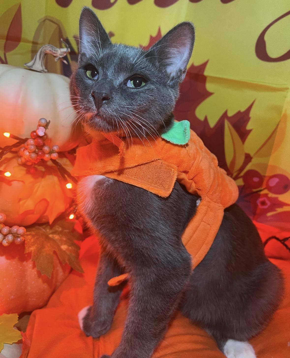 Enlarge Anthony ( Playful & loving), a Adoptable Domestic Short Hair in Staten island, NY image 2/6