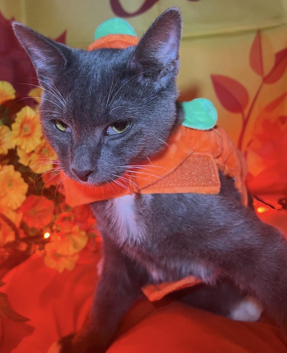 Enlarge Anthony ( Playful & loving), a Adoptable Domestic Short Hair in Staten island, NY image 4/6
