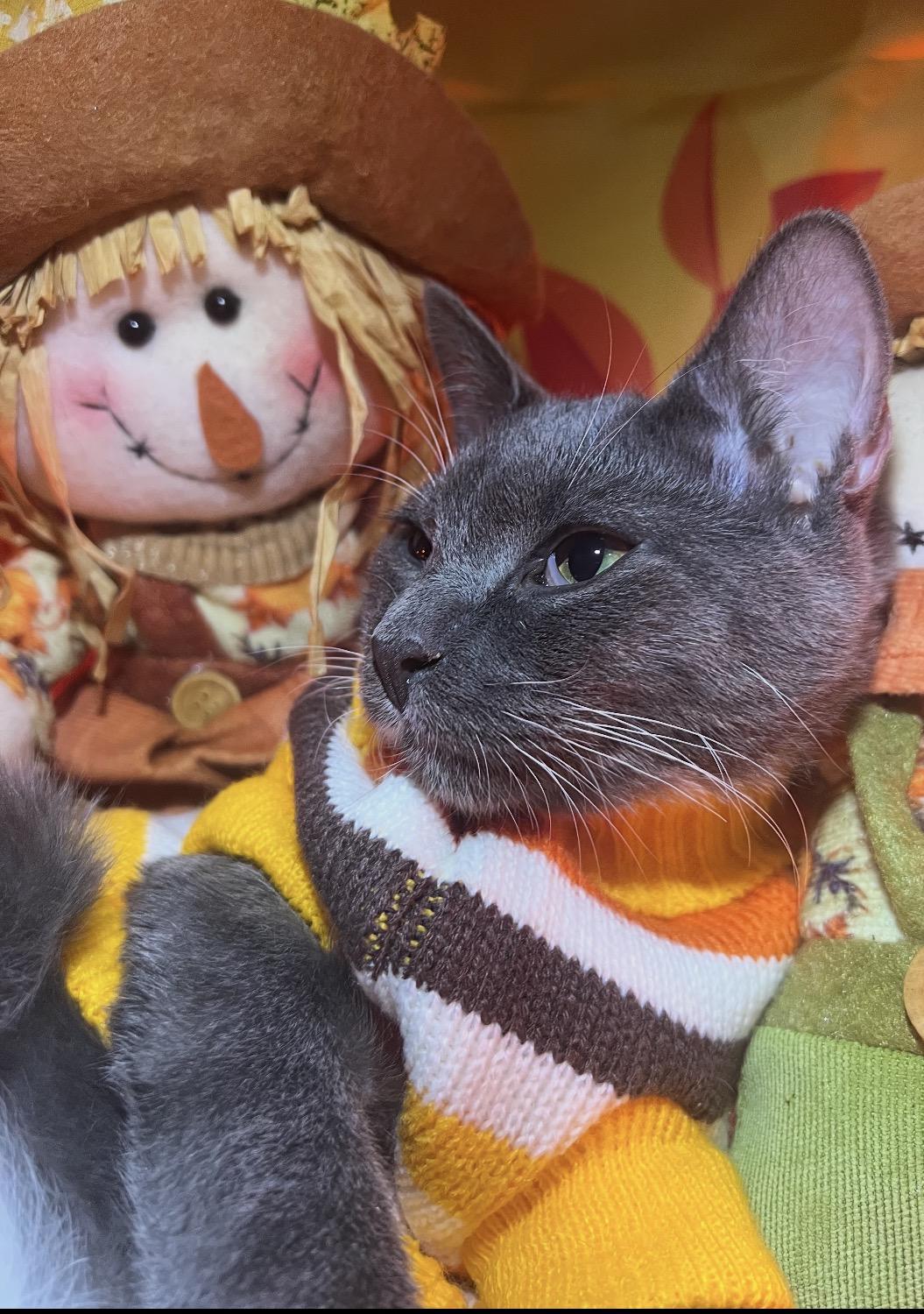 Enlarge Anthony ( Playful & loving), a Adoptable Domestic Short Hair in Staten island, NY image 5/6