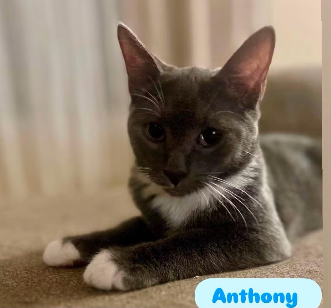 Enlarge Anthony ( Playful & loving), a Adoptable Domestic Short Hair in Staten island, NY image 3/6