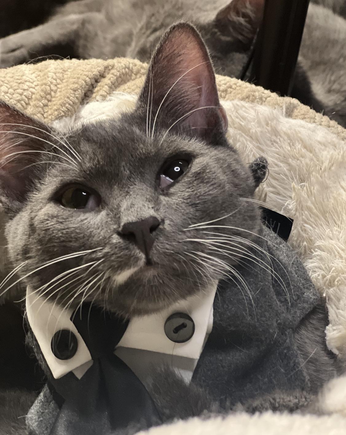 Enlarge Anthony ( Playful & loving), a Adoptable Domestic Short Hair in Staten island, NY image 1/6